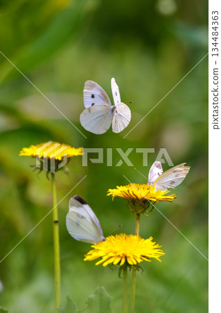 A white fairy fluttering and fluttering, a cabbage white butterfly A white fairy fluttering and fluttering, a cabbage white butterfly 134484363