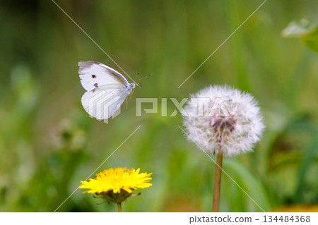 A white fairy fluttering and fluttering, a cabbage white butterfly A white fairy fluttering and fluttering, a cabbage white butterfly 134484368