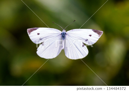 一隻白色的仙女飄飄著,一隻白菜蝴蝶 一隻白色的仙女飄飄著,一隻白菜蝴蝶 134484372