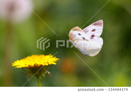 一隻白色的仙女飄飄著，一隻白菜蝴蝶 134484374