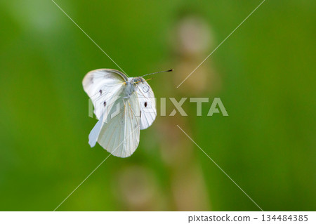 A white fairy fluttering and fluttering, a cabbage white butterfly A white fairy fluttering and fluttering, a cabbage white butterfly 134484385
