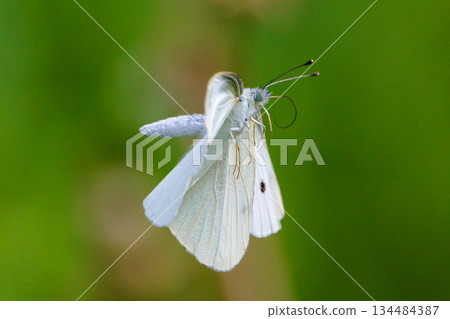 A white fairy fluttering and fluttering, a cabbage white butterfly A white fairy fluttering and fluttering, a cabbage white butterfly 134484387