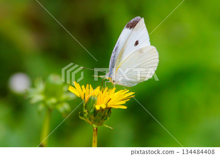 A white fairy fluttering and fluttering, a cabbage white butterfly 134484408