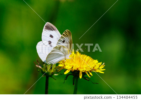 A white fairy fluttering and fluttering, a cabbage white butterfly 134484455