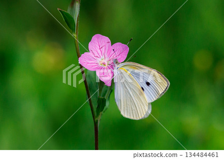 A white fairy fluttering and fluttering, a cabbage white butterfly A white fairy fluttering and fluttering, a cabbage white butterfly 134484461