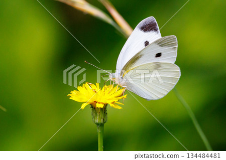 A white fairy fluttering and fluttering, a cabbage white butterfly A white fairy fluttering and fluttering, a cabbage white butterfly 134484481