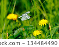A white fairy fluttering and fluttering, a cabbage white butterfly 134484490