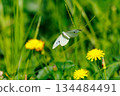 A white fairy fluttering and fluttering, a cabbage white butterfly 134484491
