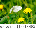 A white fairy fluttering and fluttering, a cabbage white butterfly 134484492