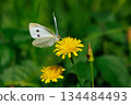 A white fairy fluttering and fluttering, a cabbage white butterfly 134484493