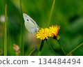 A white fairy fluttering and fluttering, a cabbage white butterfly 134484494