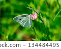 A white fairy fluttering and fluttering, a cabbage white butterfly 134484495