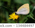 A white fairy fluttering and fluttering, a cabbage white butterfly 134484497