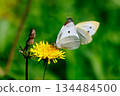 A white fairy fluttering and fluttering, a cabbage white butterfly 134484500