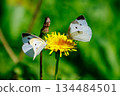 A white fairy fluttering and fluttering, a cabbage white butterfly 134484501