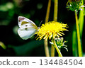 A white fairy fluttering and fluttering, a cabbage white butterfly 134484504