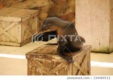 一隻海獅擺姿勢 134484512