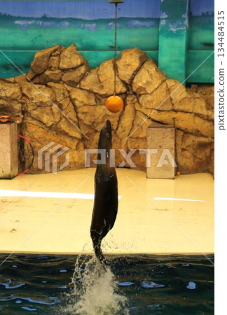 海獅躍出水面 134484515