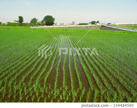A view of a rice field in early summer after rice planting in the suburbs 134484593