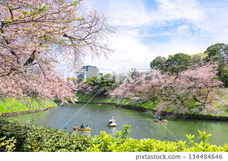 Chidorigafuchi的櫻花 134484646