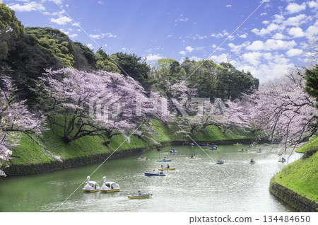 Chidorigafuchi的櫻花 134484650