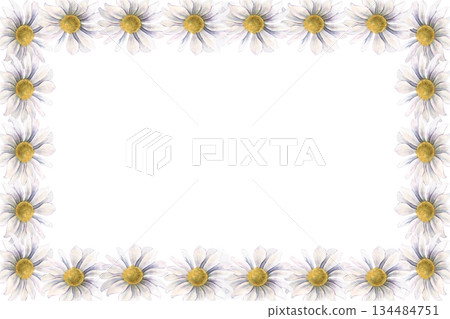 Horizontal frame with chrysanthemums. Hand-painted watercolor botanical illustration isolated on white background for invitations, branding, packaging, cards, wedding design, elegant botanical project Horizontal frame with chrysanthemums. Hand-painted watercolor botanical illustration isolated on white background for invitations, branding, packaging, cards, wedding design, elegant botanical project 134484751