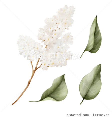 Watercolor white lilac branch with green leaves, isolated floral clipart. Hand drawn botanical illustration for spring design, wedding stationery, branding, invitations, Easter decor, greeting cards. 134484756