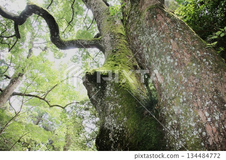 伊勢神宮裡一棵長滿青苔的大樹。 134484772