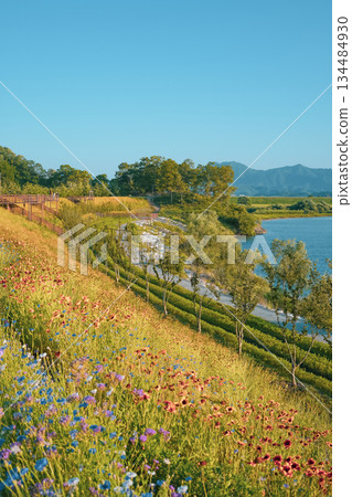 Clear Blue Sky over the River: Coreopsis and Cornflowers in Full Bloom 134484930