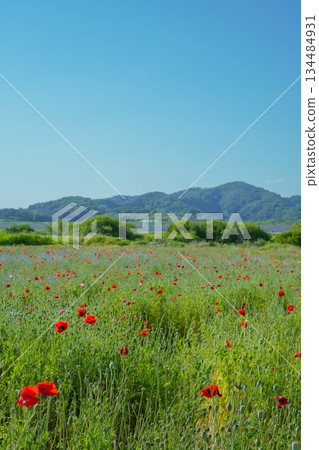 Vast Meadow of Red Poppies Under the Clear Blue Sky 134484931