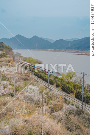 Scenic View of a Train Passing by Plum Blossom Trees at Sunmaewon, Yangsan, Korea Scenic View of a Train Passing by Plum Blossom Trees at Sunmaewon, Yangsan, Korea 134484937