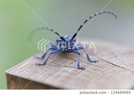 Image of a longhorn beetle resting on a stake 134484993