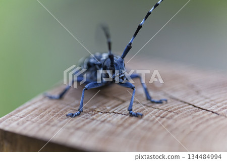 Image of a longhorn beetle resting on a stake 134484994