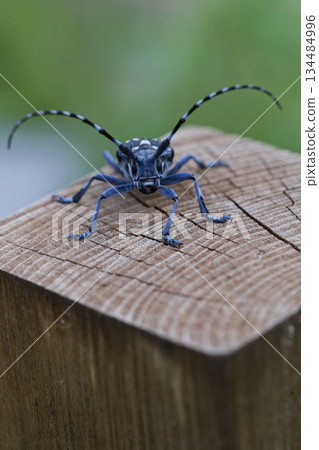Image of a longhorn beetle resting on a stake 134484996