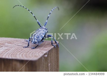 Image of a longhorn beetle resting on a stake Image of a longhorn beetle resting on a stake 134484999