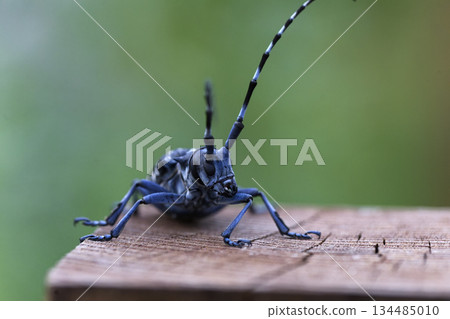 Image of a longhorn beetle resting on a stake 134485010