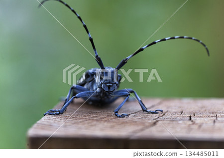 一隻長角甲蟲棲息在木樁上的圖片 134485011