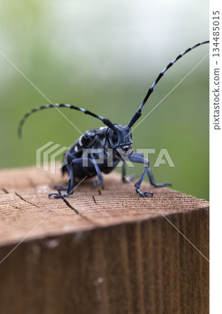 一隻長角甲蟲棲息在木樁上的圖片 134485015