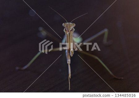 一張從正面拍攝的螳螂的暗黑英雄形象 134485016