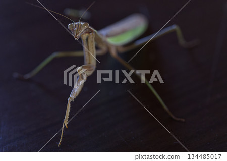 一幅陰森恐怖、充滿英雄氣概的螳螂畫像 134485017