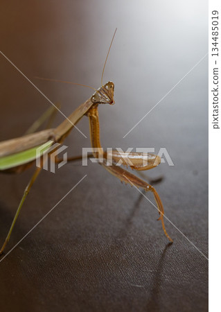 An image of a dark heroic praying mantis turning around An image of a dark heroic praying mantis turning around 134485019