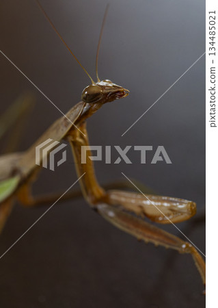 一幅畫面：一隻黑色的、英勇的螳螂凝視著遠方。 134485021
