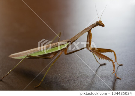 A menacing, dark heroic image of a praying mantis 134485024