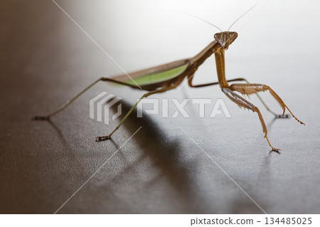 一幅陰森恐怖、充滿英雄氣概的螳螂畫像 134485025