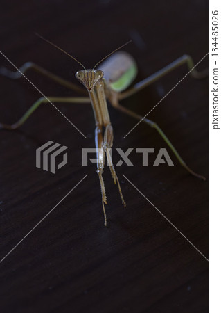 A menacing, dark heroic image of a praying mantis A menacing, dark heroic image of a praying mantis 134485026