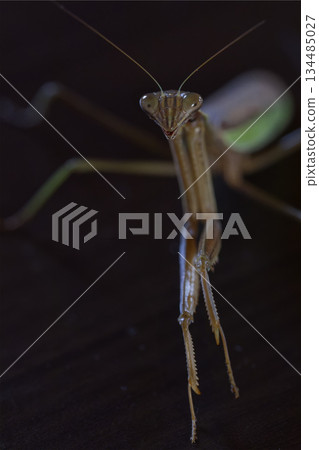A menacing, dark heroic image of a praying mantis A menacing, dark heroic image of a praying mantis 134485027