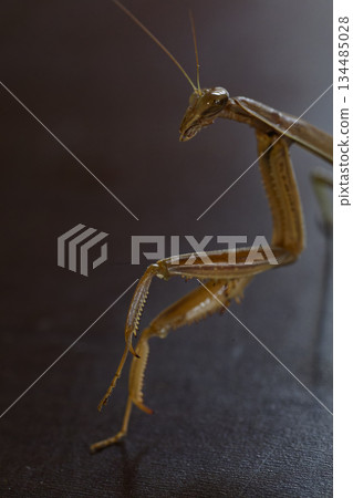 一張悲傷、陰鬱又充滿英雄氣概的螳螂照片 134485028