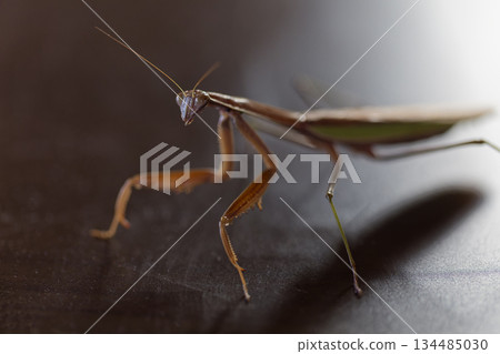 一幅陰森恐怖、充滿英雄氣概的螳螂畫像 134485030