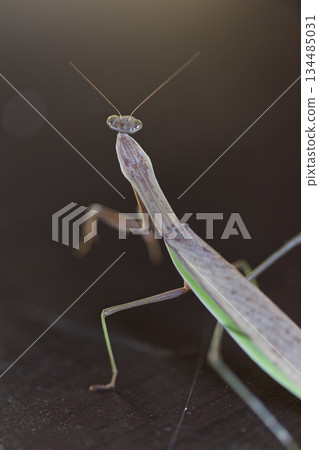 螳螂背部的圖片 134485031