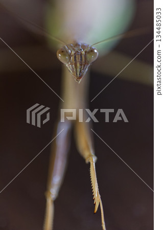 一張從正面拍攝的螳螂的暗黑英雄形象 134485033